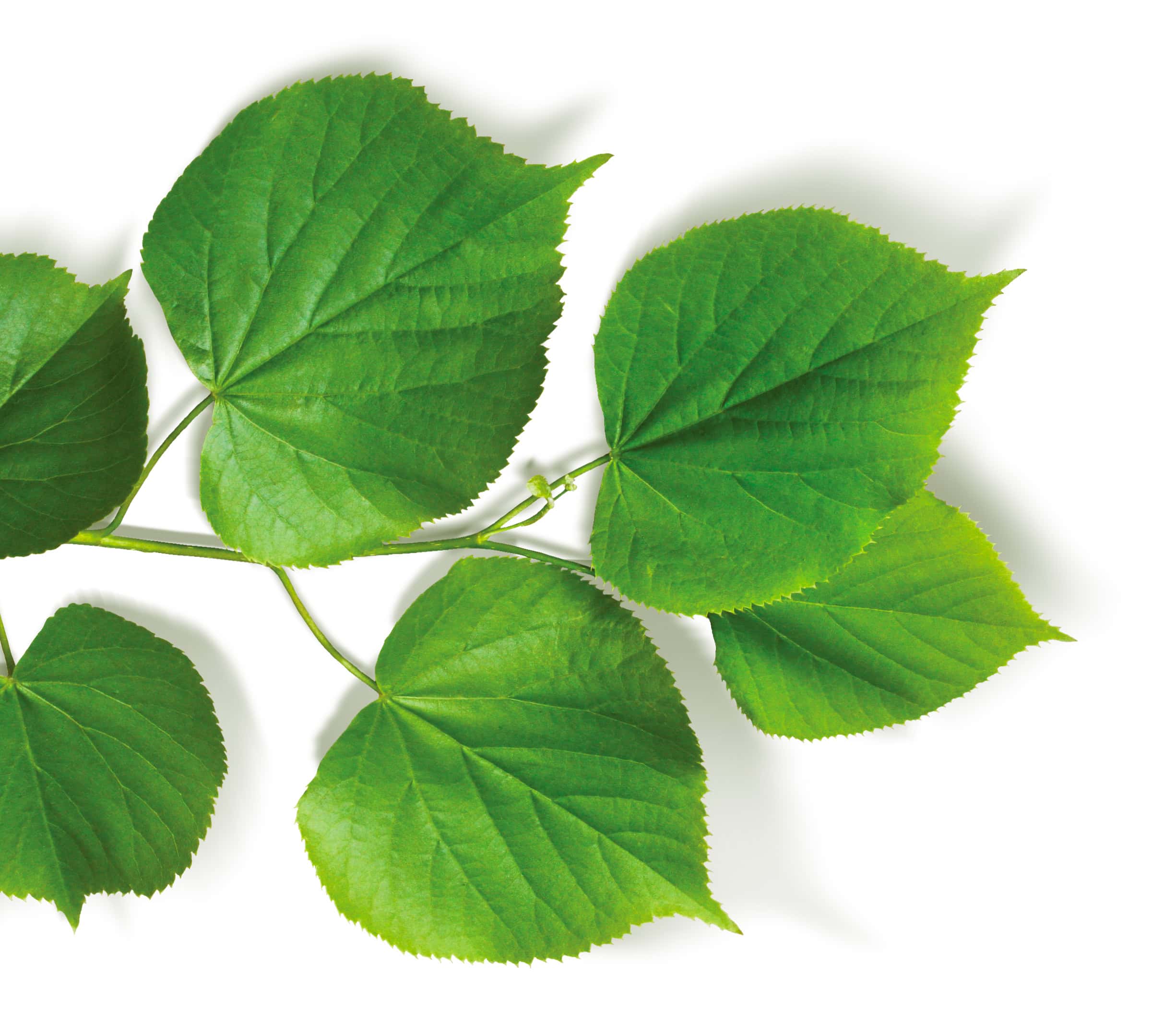 Feuilles vertes de tilleul sur fond blanc.