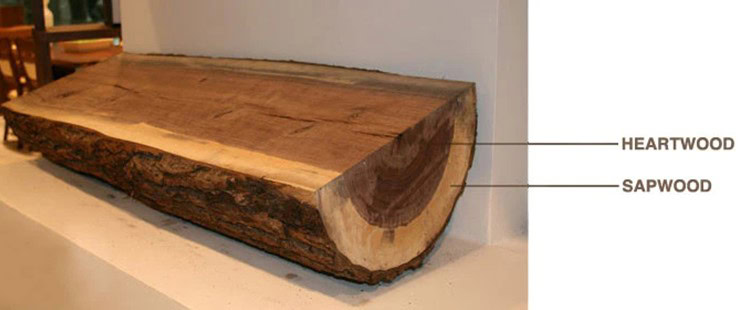 Wood cross-section showing heartwood and sapwood labeled.